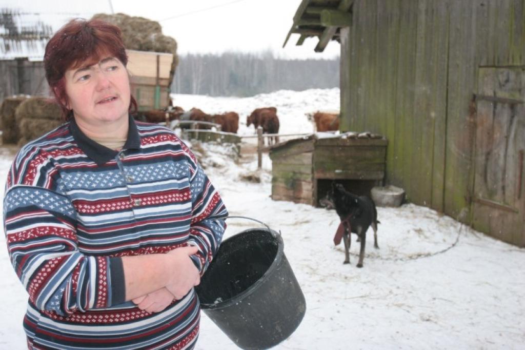 Beļavas pagasta zemniece Sniedzīte Puķe ir gatava nodarboties ar lauksaimniecību, tikai vēlas redzēt, ka šis darbs nav par velti. Februārī par pārstrādei nodoto pienu viņa saņēmusi tikai 415 latus, bet par elektrību jāmaksā vairāk nekā 100 lati, par graudiem – 300, bet par kredīta maksājums ir vairāk nekā 300 lati mēnesī.
Autors: Gatis Bogdanovs (no arhīva)