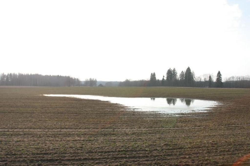 Ziemāju sējumu tīrumos dažviet vēl ir novērojamas ūdens lāmas. Tas vieš bažas, ka šajās vietās sējumi var būt iznīkuši.
Autors: Gatis Bogdanovs