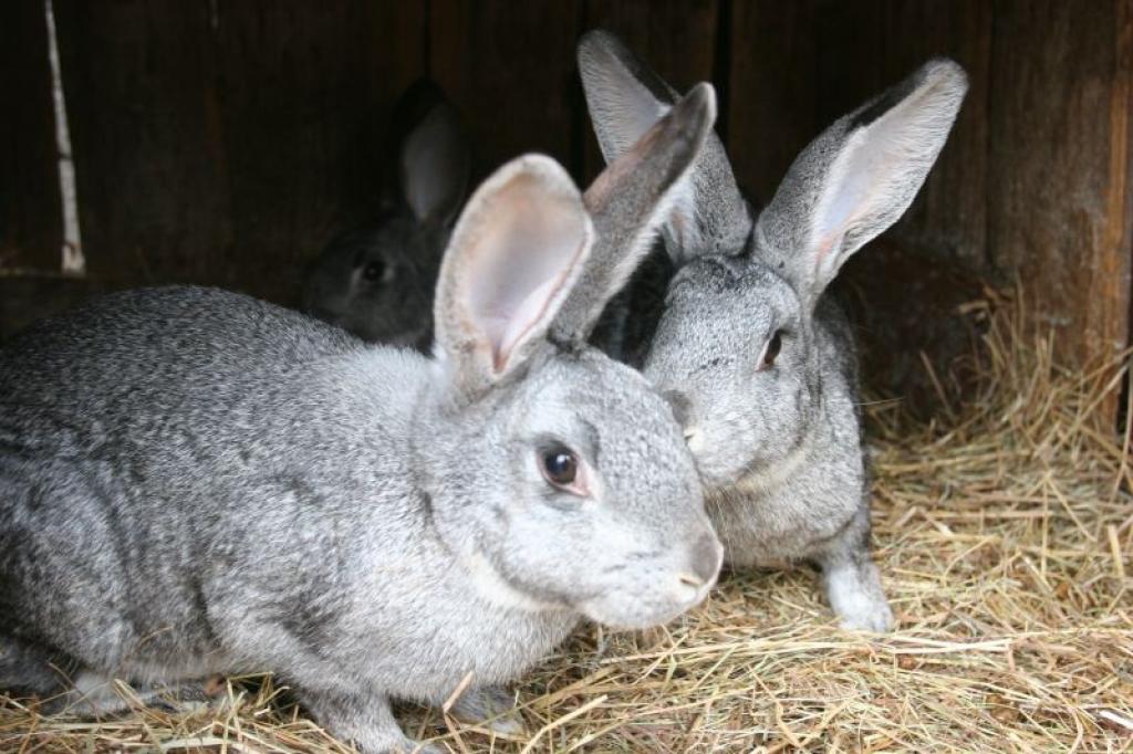 Autors: Gatis Bogdanovs