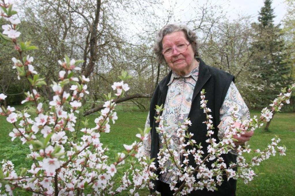 Šobrīd Maija visvairāk priecājas par savām bitēm, kas pēc ziemas miega atkal ir sākušas strādāt un rūpēt medu, un katru sazaļojušo un saziedējušo koku, krūmu un puķi.
Autors: Gatis Bogdanovs