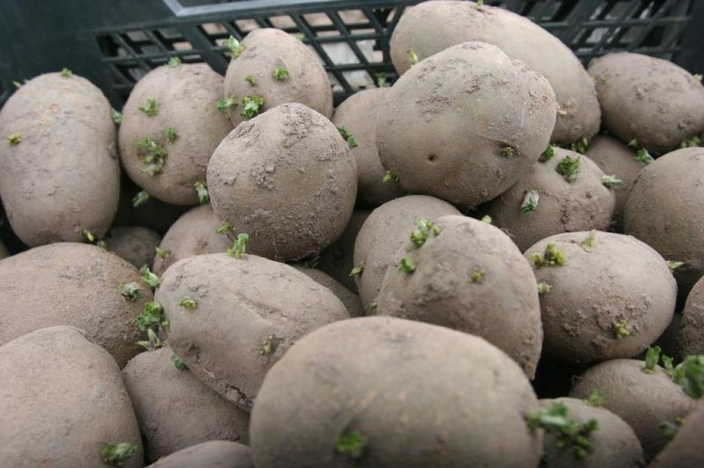 Zemnieki ar stādīšanu vēl īpaši nesteidzas, jo gaida lietu un baidās no salnām.
Autors: Gatis Bogdanovs