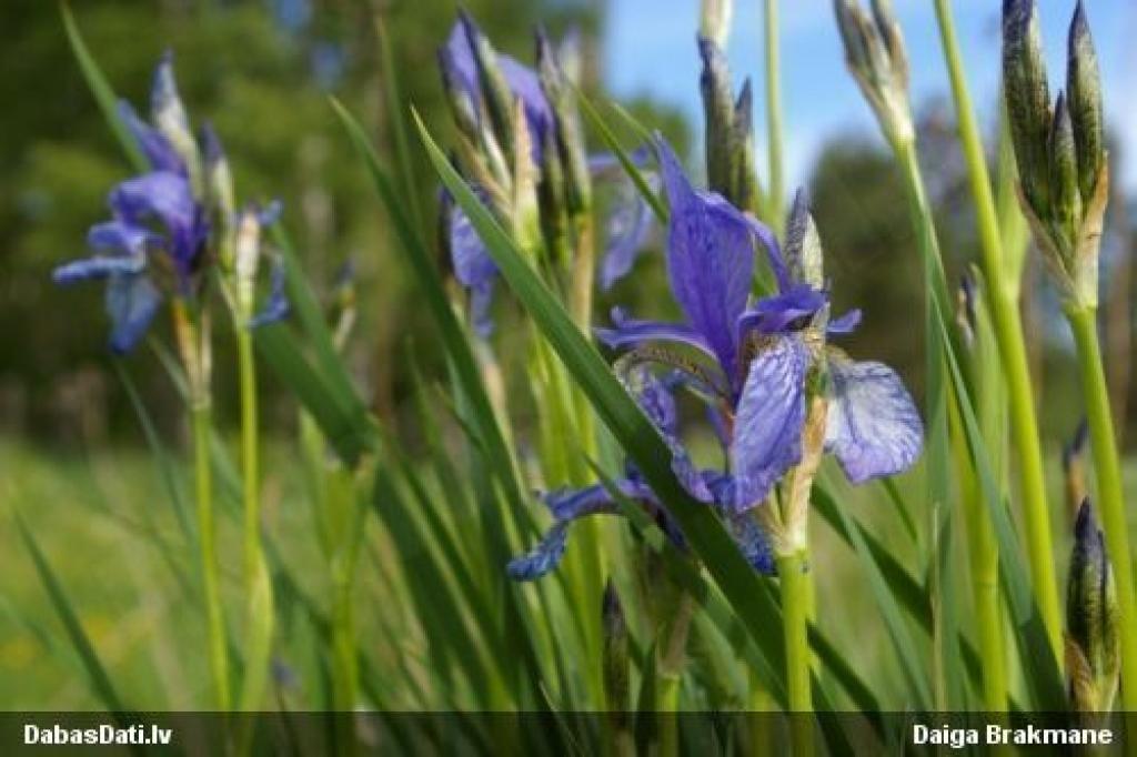 Krāšņās Sibīrijas skalbes šogad redzētas Irbes upes krastā.
Autors: www.dabasdati.lv