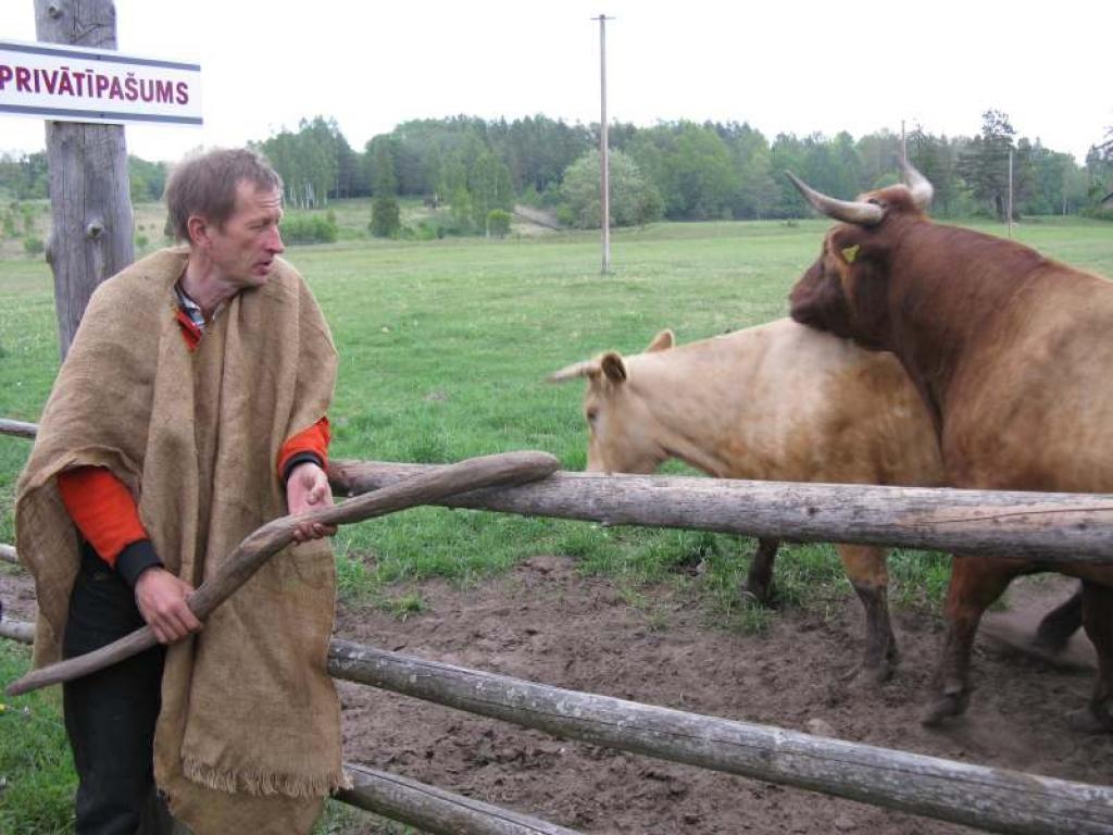 Garās vilnas šķipsnas uz Alberta pieres sargā viņa acis no mušām un dunduriem. Lai gan lielo un plato ragu dēļ Skotijas kalnieša Alberta izskats ir biedējošs, viņš ir draudzīgs un ļoti gudrs. Pieaudzis Alberts sver 800 kilogramus.
Autors: Pārsla Konrāde