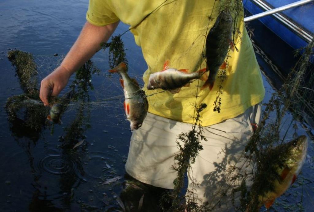 Pirms doties pie ūdeņiem, būtu jāiepazīstas ar noteikumiem, kas reglamentē zivju iegūšanas kārtību Latvijas ūdenstilpēs. 
Autors: No arhīva