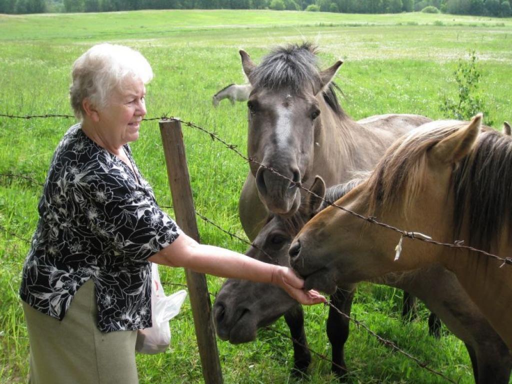 Galgauskas pagasta zemnieku saimniecības “Lazdukalni” saimniece Valda Vītola, dodoties apciemot savvaļas zirgus, kas ganās tuvējos aplokos, vienmēr ņem līdzi kādu kārumu. Arī šoreiz tā ir rupjmaize.
Autors: Malda Ilgaža