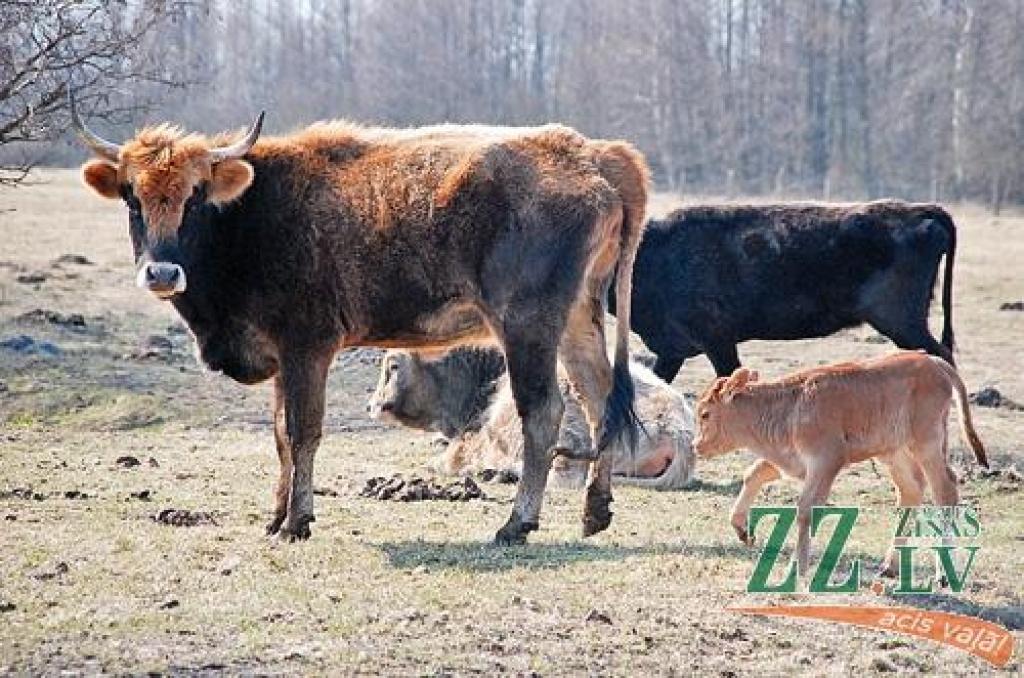 Šis taurgovju teliņš ir aptuveni nedēļu vecs un uzturas mammas tuvumā.
Autors: Dainis Ģelzis