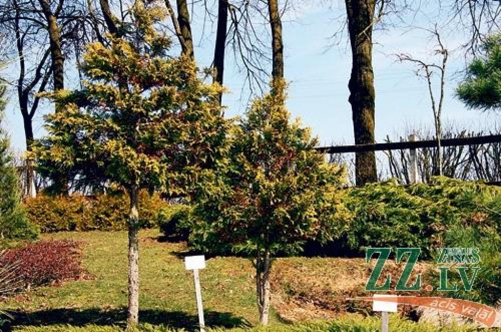 Pacipreses mūsu valsts apstākļiem nav īsti piemērotas, jo mēdz apsalt. Ja tomēr dārzā tādu gribas un kādā ziemā daži zari nokalst, tos izgriež, lai nebojātu skatu uz visu augu. 
Autors: Foto: Krišjānis Grantiņš