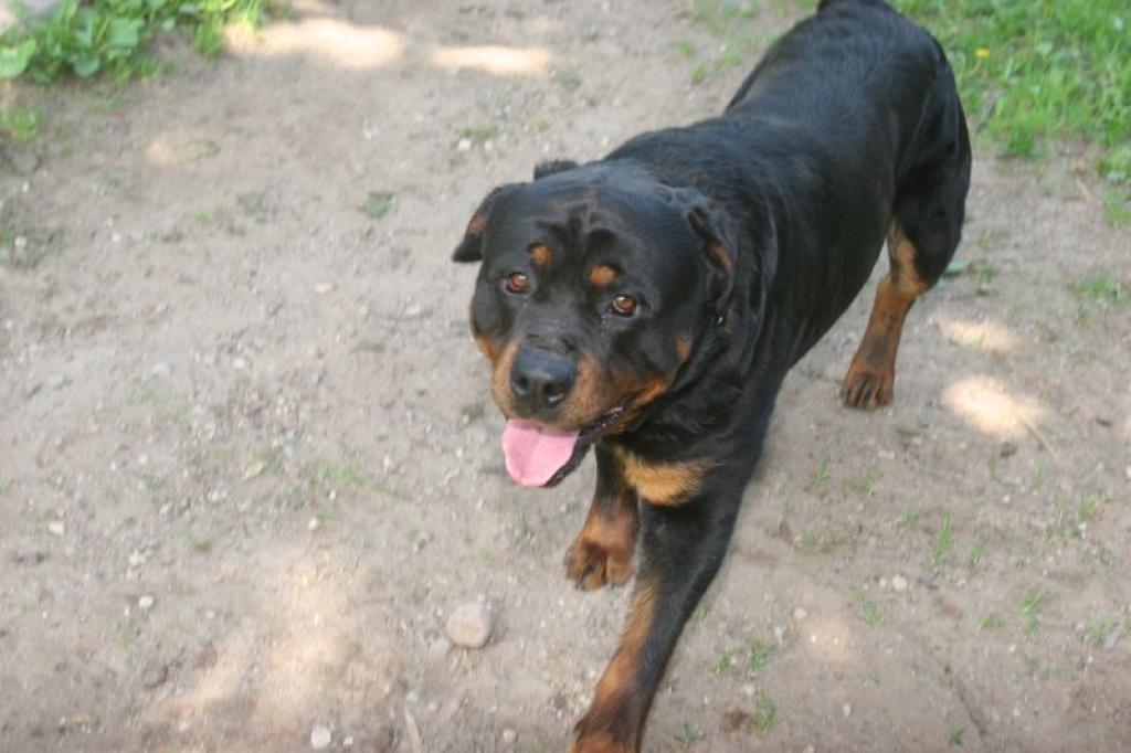 Autors: Gatis Bogdanovs