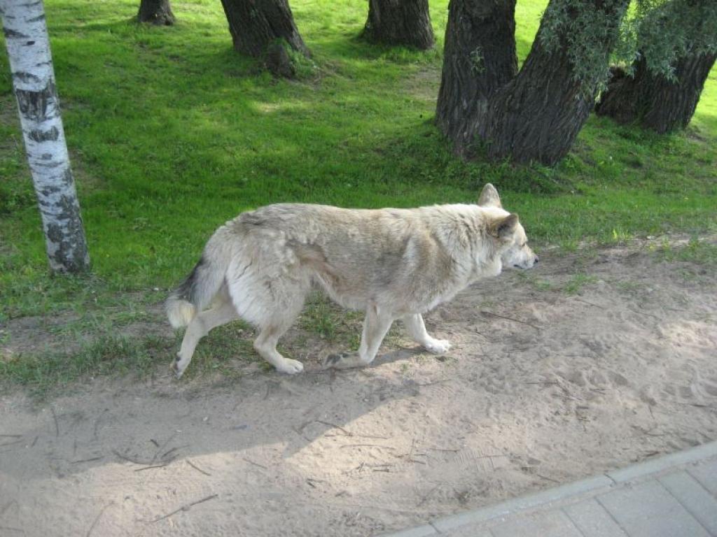 Vai kāds labs cilvēks būtu ar mieru dot mājas šim miermīlīgajam, vecajam, baltajam sunītim?
Autors: Diāna Odumiņa