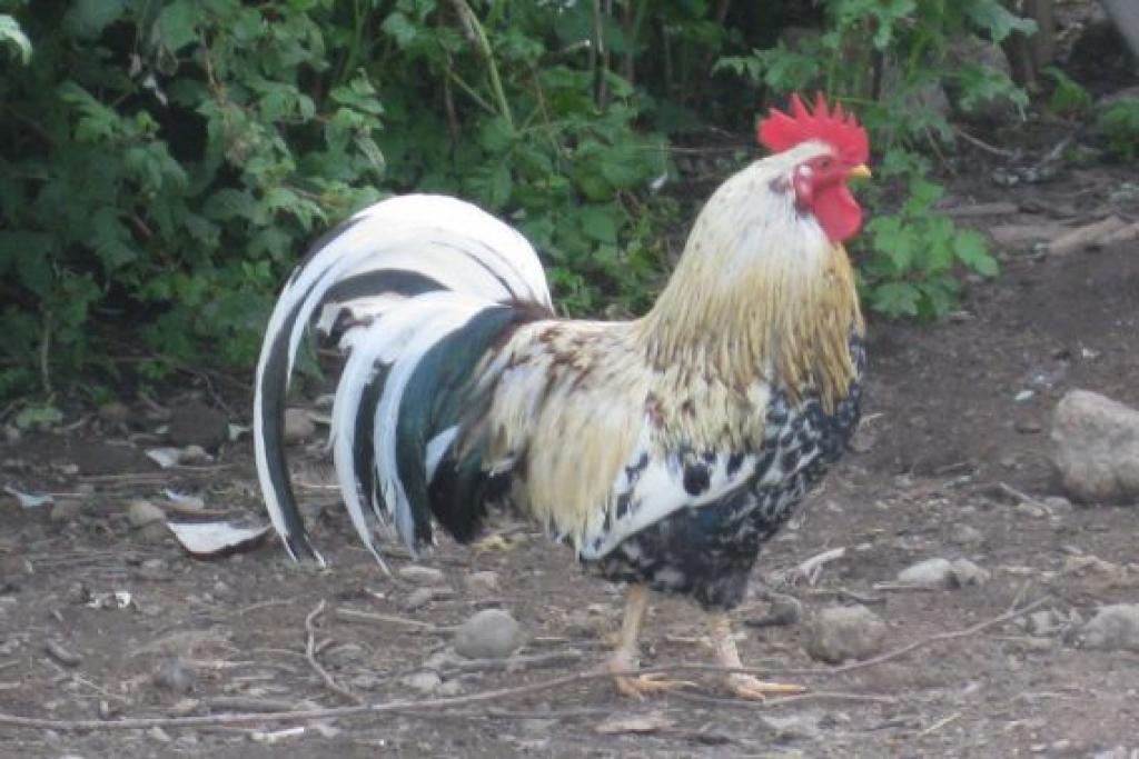 Autors: Tamāra Ulase