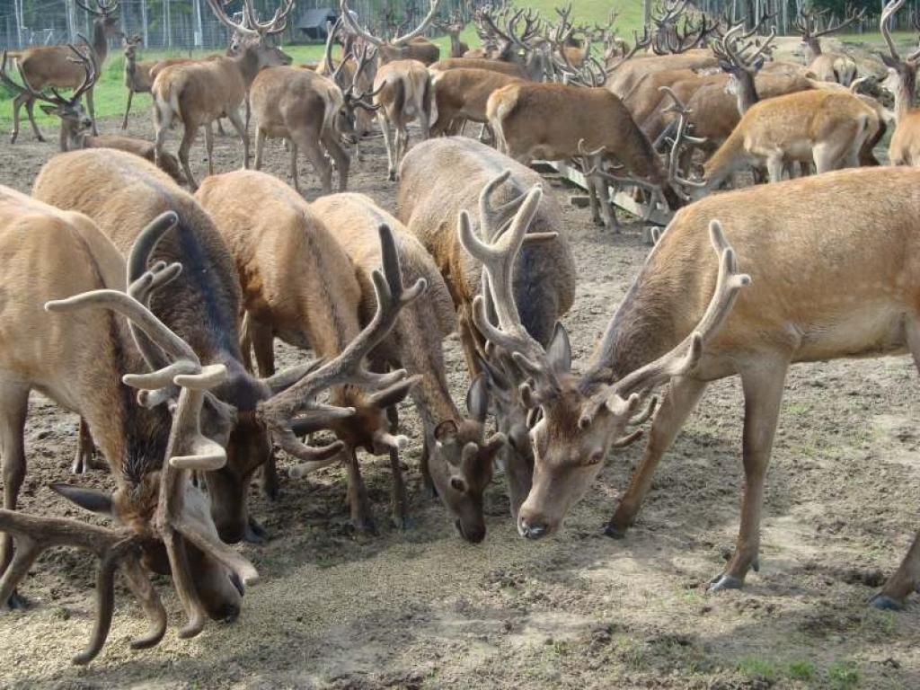 Ir cilvēki, kuri par “Mežsētām”, to īpašniekiem piedāvājuši miljonus, bet Ināra un Imants Pušpuri paši grib justies kā staltbriežu pavēlnieki. Ko dos tā nauda, ja pašiem būs jākļūst par kāda miljonāra kalpiem. 
Autors: Malda Ilgaža