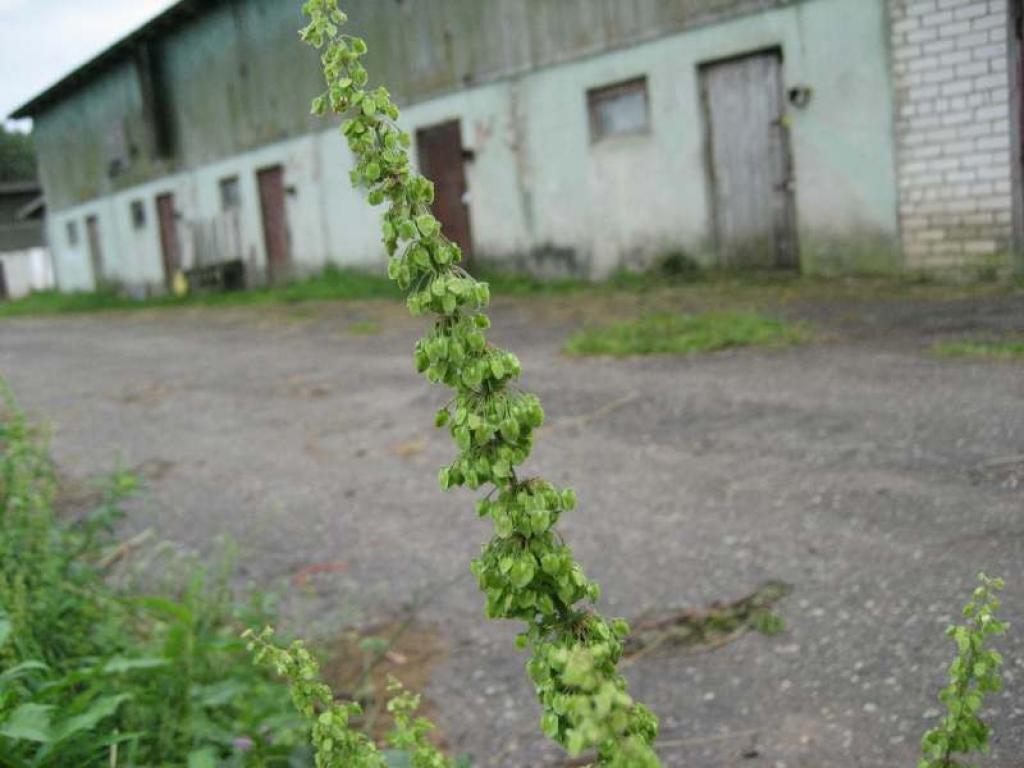 Šajās kūtīs, lopu virtuvē, kopš marta uz dzīvi apmetusies par parādiem no dzīvokļa izlikta ģimene. Kā viņi dzīvos tālāk?
Autors: Gatis Bogdanovs