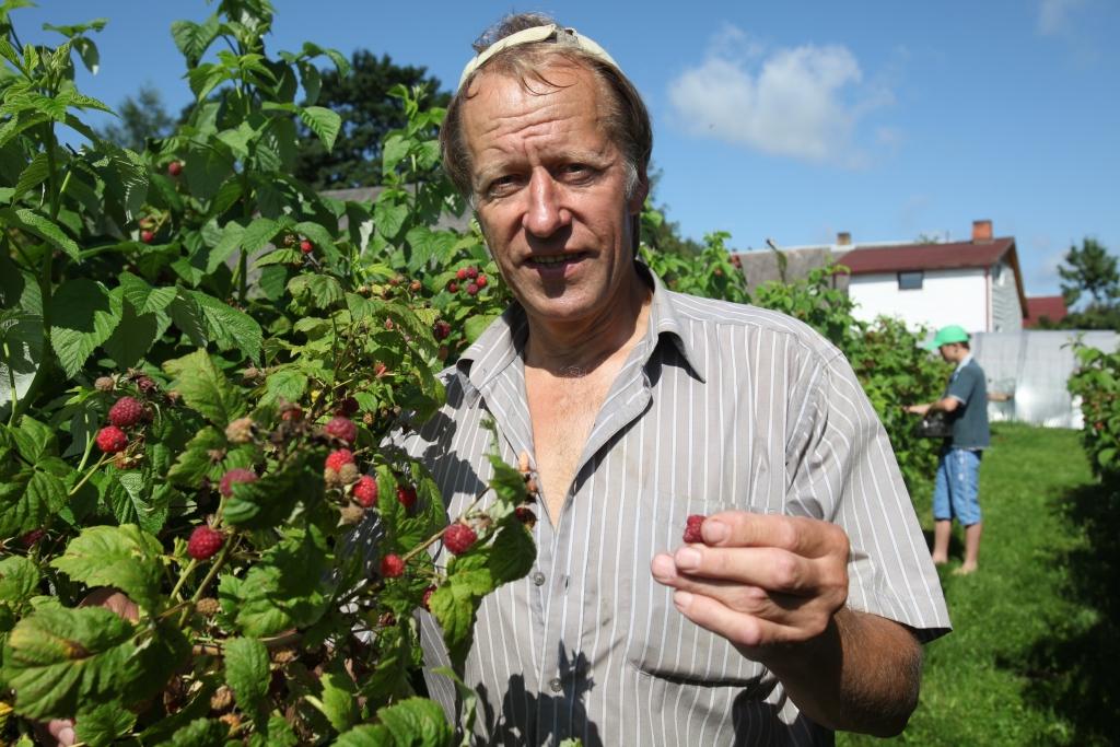 Rankas pagasta “Vecpāpanu” saimnieks Māris Brencis vērtē, ka šogad ir laba aveņu raža, jo avenāji ir rūpīgi kopti, kā arī tiem pieticis mitruma. “Avenes ir mitruma prasīgas, tāpēc esmu iekārtojis laistīšanas sistēmu, ko darbināju apmēram piecas dienas. Pateicos savai ģimenei, bez kuras palīdzības ar visu netiktu galā, kā arī diviem algotajiem firmas darbiniekiem,” stāsta M.Brencis.   
Autors: Gatis Bogdanovs