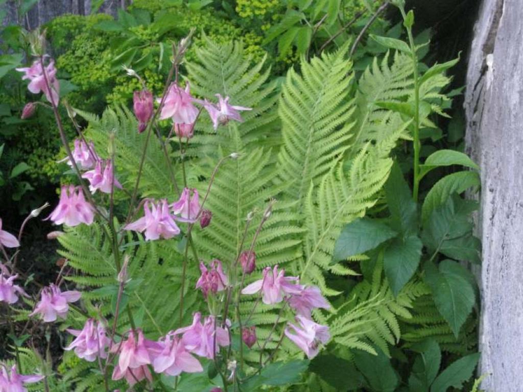 Autors: Tamāra Ulase