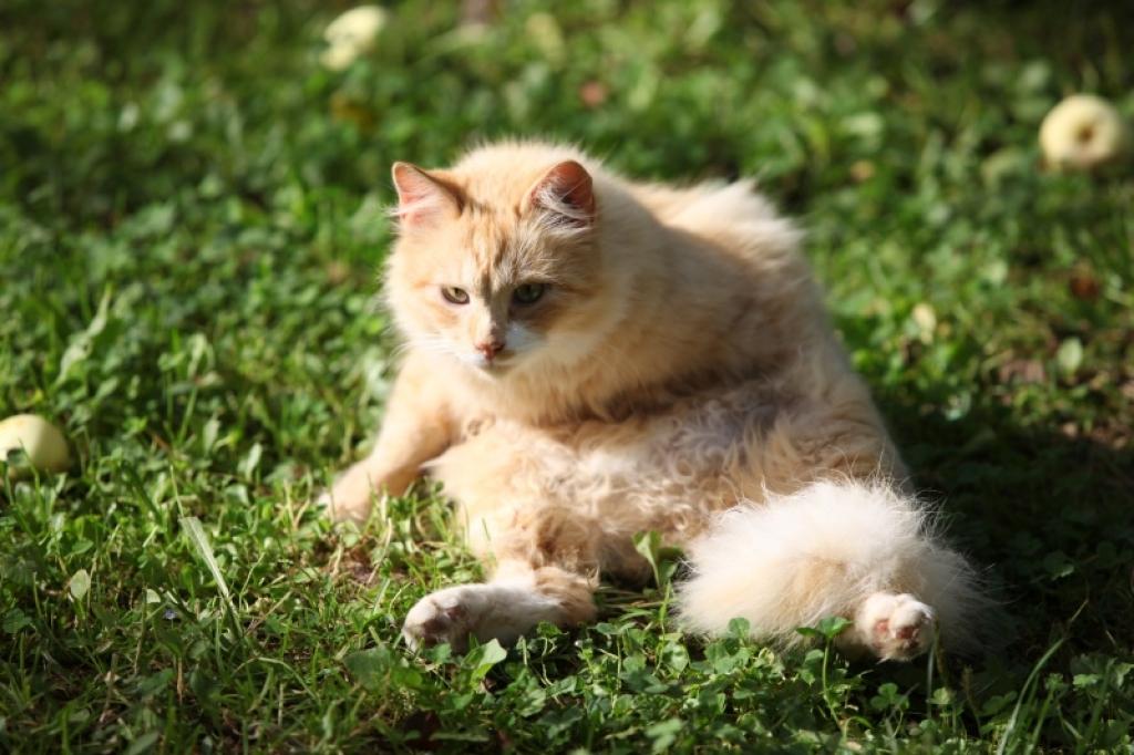 Skaists, ruds kaķis gaida atsaucamies savus saimniekus. Pagaidām rūpes par viņu ir uzņēmusies Beču ģimene. 
Autors: Gatis Bogdanovs 