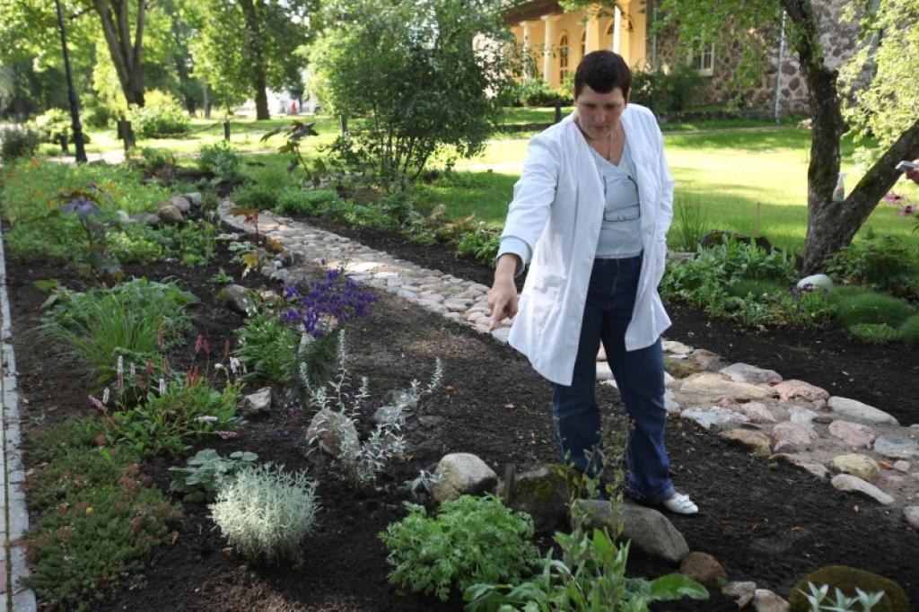 Blakām Lizuma pagasta aptiekai aptiekas vadītāja Laima Klimona veido ārstniecības augu kolekcijas dārzu, kurā šobrīd jau aug gandrīz simts augu, bet perspektīvā tajā varēs iepazīt vismaz 500 augus. “ Cilvēkiem nevajag pārcensties un audzēt ārstniecības augus dārzos, jo augs ir visvērtīgākais tur, kur tas aug. Izaudzēt mēs varam apmēram 20 procentus no tiem augiem, kuri mums būtu ļoti vajadzīgi. Pārējie 80 procenti paliek savvaļai. Ja dārzā ieaudzis skaists pelašķis, tad to neizkaplējiet, bet atstājiet, lai aug,” saka Laima Klimona.
Autors: Gatis Bogdanovs 