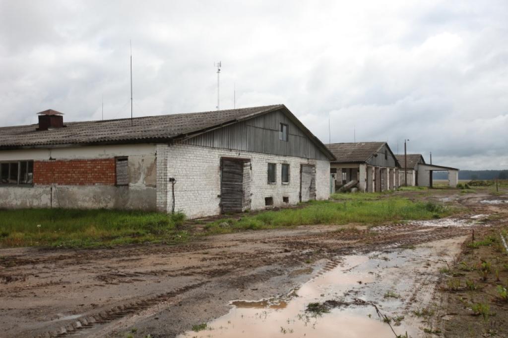 Kādreizējā liellopu kompleksa “Vārpiņas” ēkās, iespējams, tiks audzētas 2000 cūkas.
Autors: Gatis Bogdanovs 