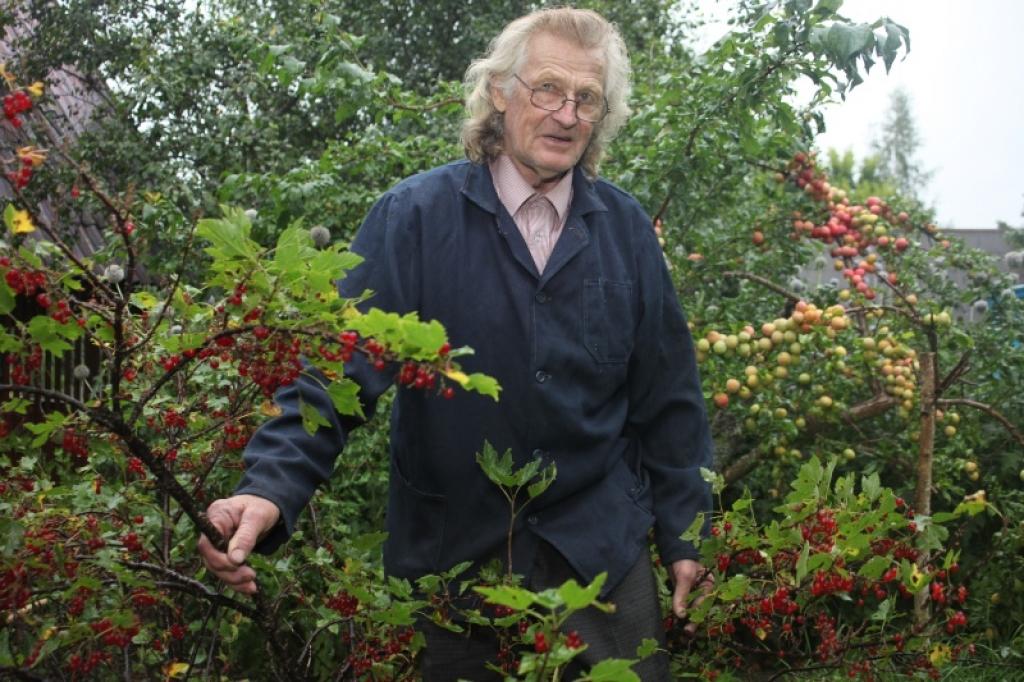 “Ja valsts nedomā, kā palīdzēt cilvēkiem, tad tas ir jādara mums savstarpēji. Labdarība ir veids, kā to darīt. Esmu gandarīts, ja kaut vai ar upenēm spēju sagādāt cilvēkiem prieku,” saka  upeņu audzētājs Gunārs Lapkašs no Lejasciema pagasta.
Autors: Gatis Bogdanovs 