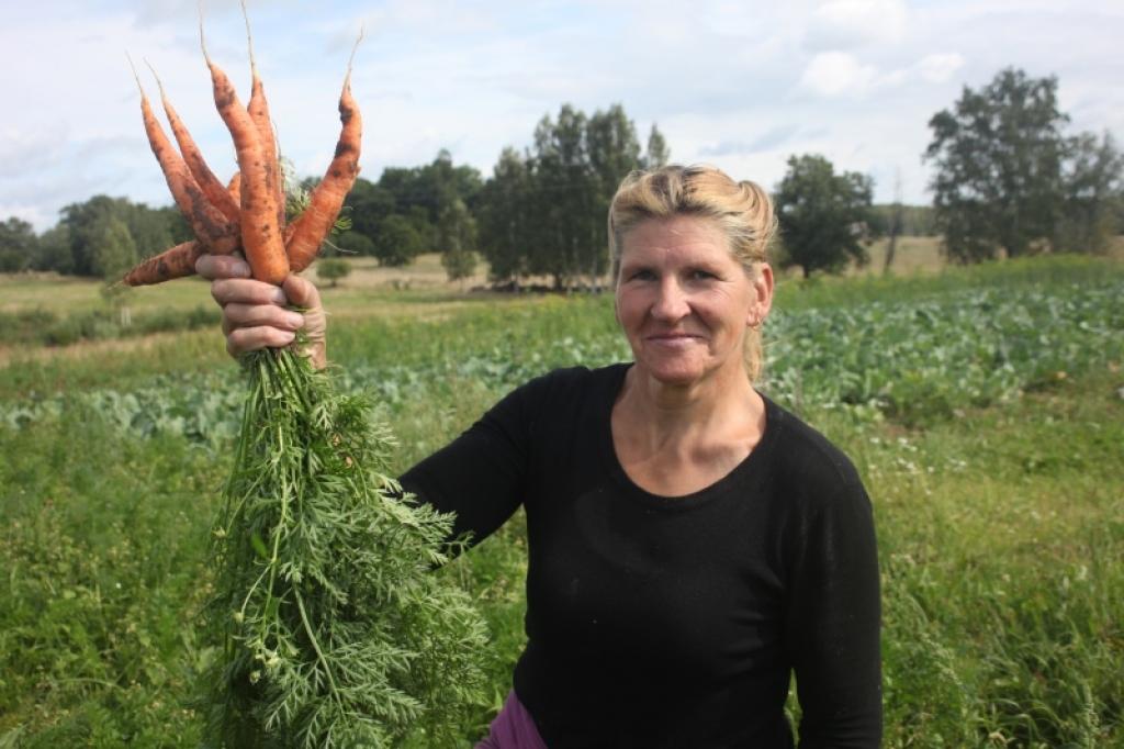 “Pavasarī visi dārzeņi slikti sadīga, izņemot burkānus, tāpēc domāju, ka burkānu raža šogad  noteikti būs lielāka nekā pagājušajā rudenī, tāpēc jau tagad sākam domāt, kur to pārdot. Mani jau sāk pārņemt izmisums, jo esmu apzvanījusi vairākas firmas, lai piedāvātu dārzeņus, bet saņemu atteikumus. Labi, ka spēkā ir agrāk parakstītie līgumi ar skolām. Domāju, ka burkāniem, kurus pērn pārdevu par 30 santīmiem, laidīšu cenu zemāk un tos pārdošu privātpersonām. Galvenais, lai produkcija “aiziet”,” stāsta L.Zvirbule.
Autors: Gatis Bogdanovs 