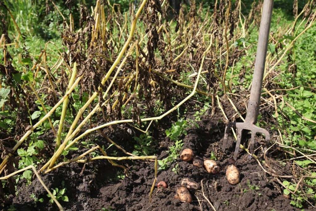 Šovasar kartupeļu lakstu puve iekarojusi visus tīrumus, kur aug kartupeļi. Par to liecina brūnie laksti. Uz Eiropu kartupeļu lakstu puve ir atceļojusi no Ziemeļamerikas, kur tā pirmo reizi parādījās 1842.gadā. 
Autors: Gatis Bogdanovs