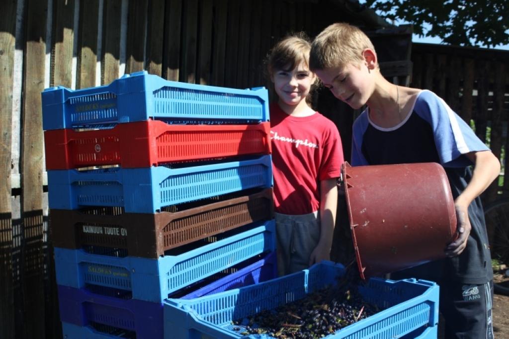 Marina un Ilmārs no Stradu pagasta, kuri mācās sākumskolā, rītos ilgi neguļ, bet jau agri kopā ar tēti dodas uz mežu lasīt mellenes, lai pelnītu naudu, ko tērēs, lai iegādātos visu, kas nepieciešams skolai. Bērni stāsta, ka tas neesot viegli, jo ir karsts un jācīnās ar dunduriem. Arī mellenes vairs negaršojot. 
Autors: Gatis Bogdanovs 