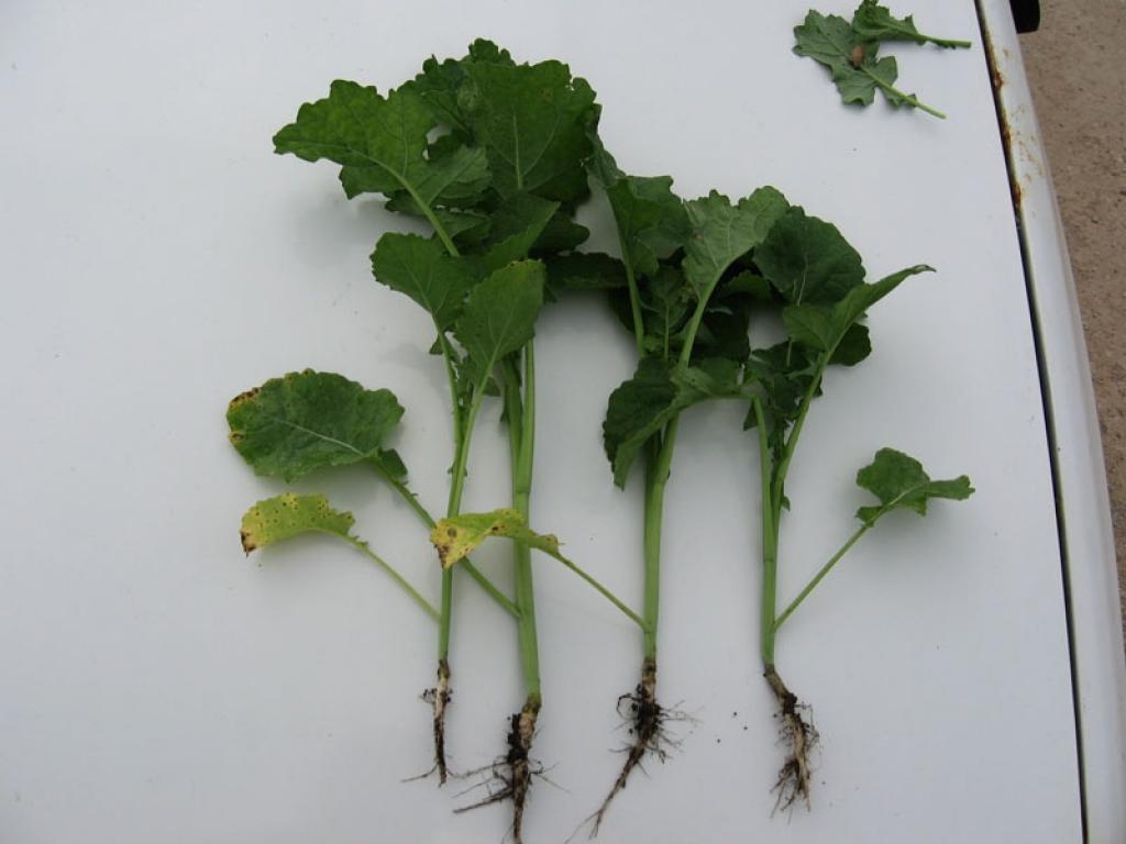 Šādas izskatās ziemas rapša lapas, ko skārusi sausplankumainība.
Autors: : Imants Kārkliņš 