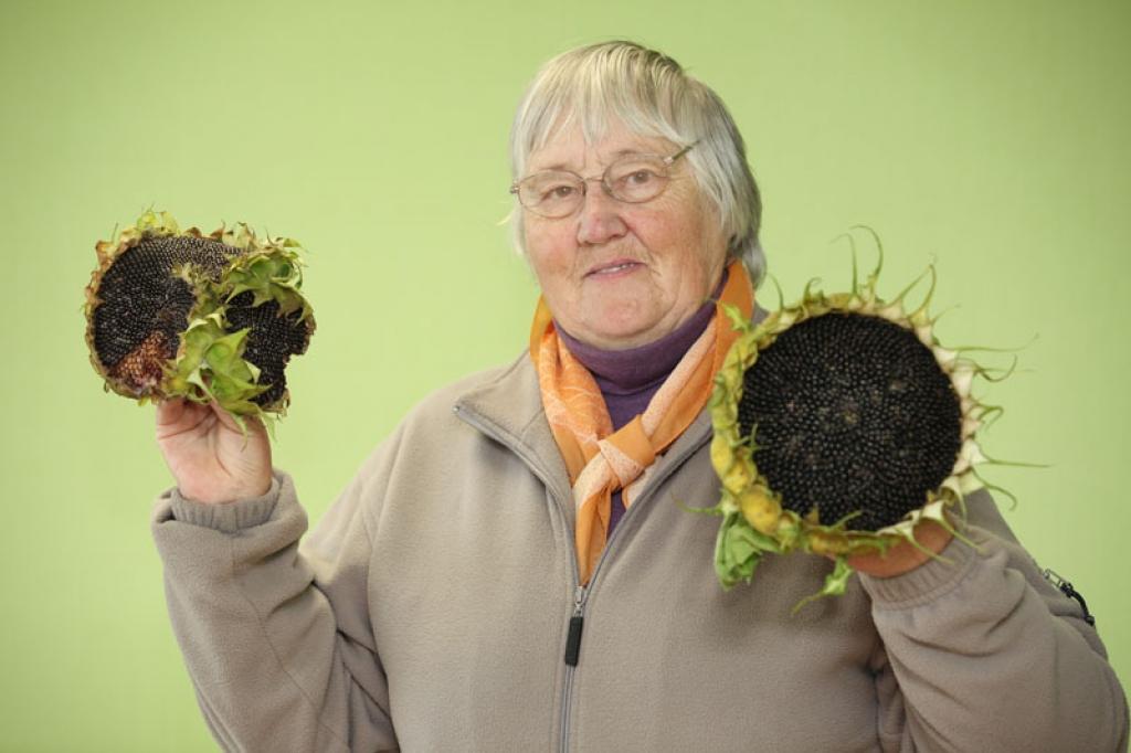 M.Romanova atnesa uz “Dzirksteles” redakciju saulespuķi, kurai kopā ir saauguši trīs ziedi. Viņu tas pārsteidzis, tāpēc viņa šo brīnumu vēlējās parādīt arī citiem.
Autors: Gatis Bogdanovs