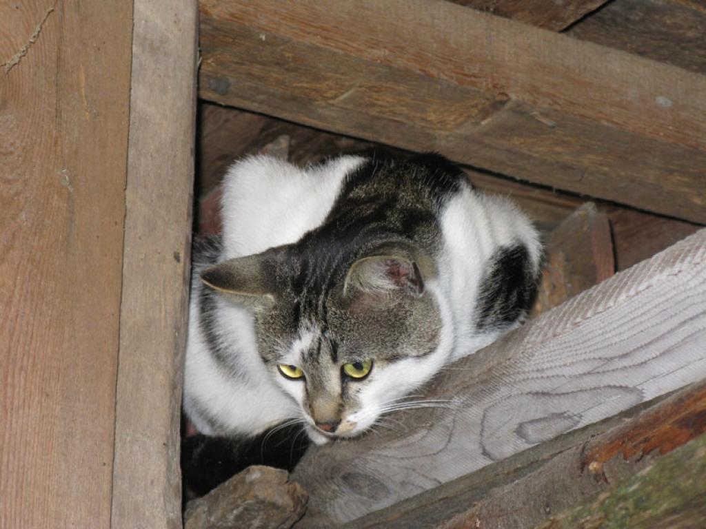 Pusgadu vecais bomzītis Keša cer, ka arī viņam reiz būs savas mājas.
Autors: Aija Konrāde