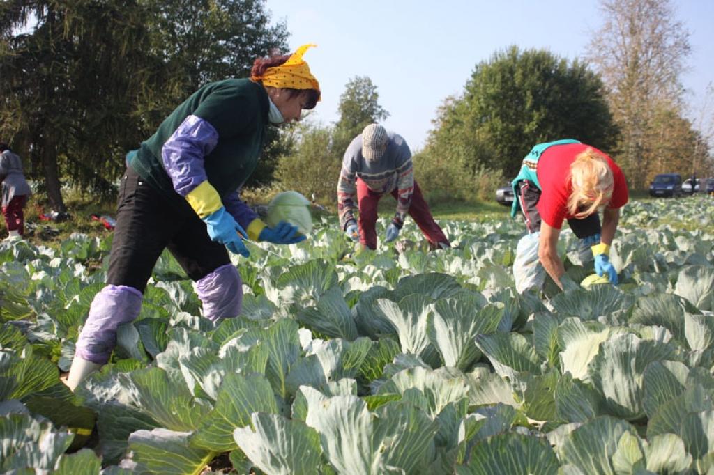 Lizuma pagasta SIA “Dimdiņi”arī šonedēļ intensīvi turpinās kāpostu vākšana. Tā sākās 14.septembrī. Šajā procesā iesaistīti apmēram 40 cilvēki, starp kuriem daudzi ir vākšanas lietpratēji, bet daudziem tā ir iespēja kaut ko nopelnīt. Lai gandrīz astoņas stundas līkņātu kāpostu vagās, ir vajadzīga laba veselība. Dienā tiek novākta apmēram trīs līdz četrus hektārus liela platība. 
Autors: Gatis Bogdanovs