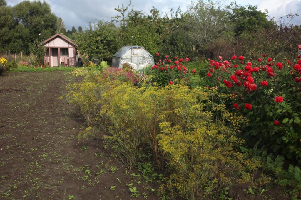 Vairāki gulbenieši sūdzas, ka no viņu dārziem zagļi aiznes izaudzēto ražu.
Autors: Gatis Bogdanovs