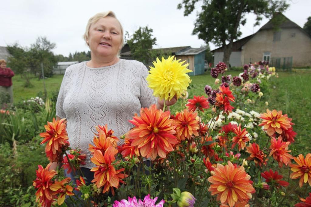 “Dzīve visu saliek pa vietām. Ja dālijas līdz šim audzēju pašas priekam, tad tagad, kad esmu palikusi bez darba, tās ļauj arī kaut ko nopelnīt,” saka Nellija Zeiļuka.
Autors: Gatis Bogdanovs