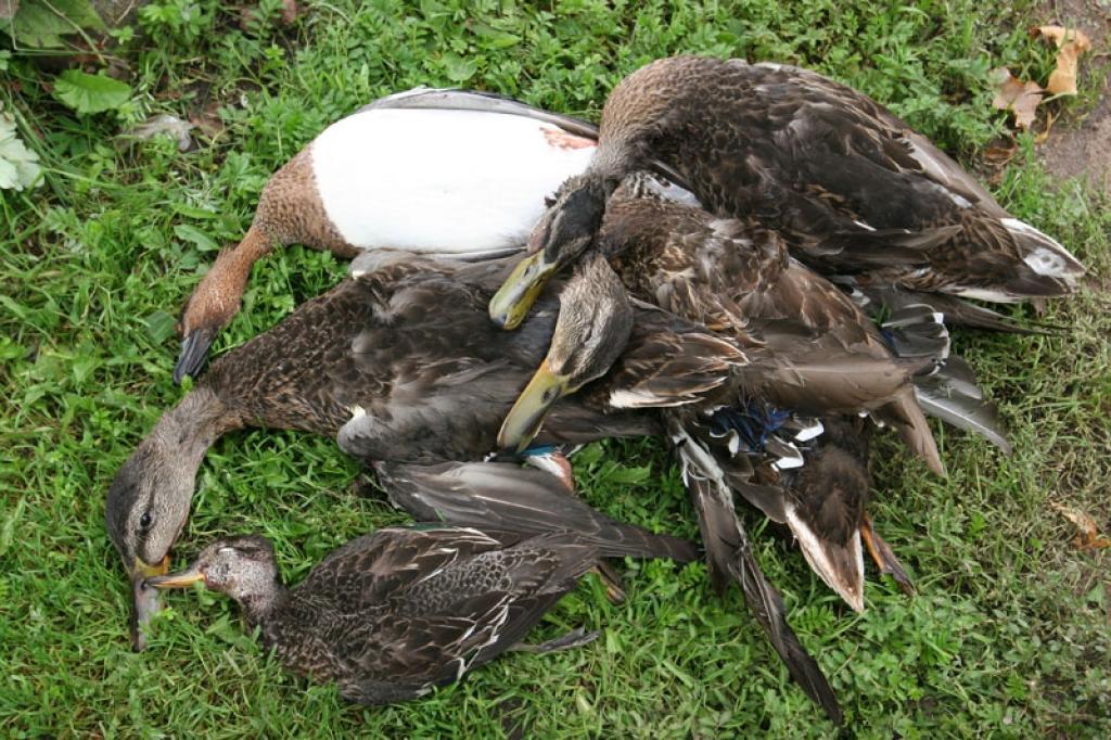 Autors: Gatis Bogdanovs (no arhīva)