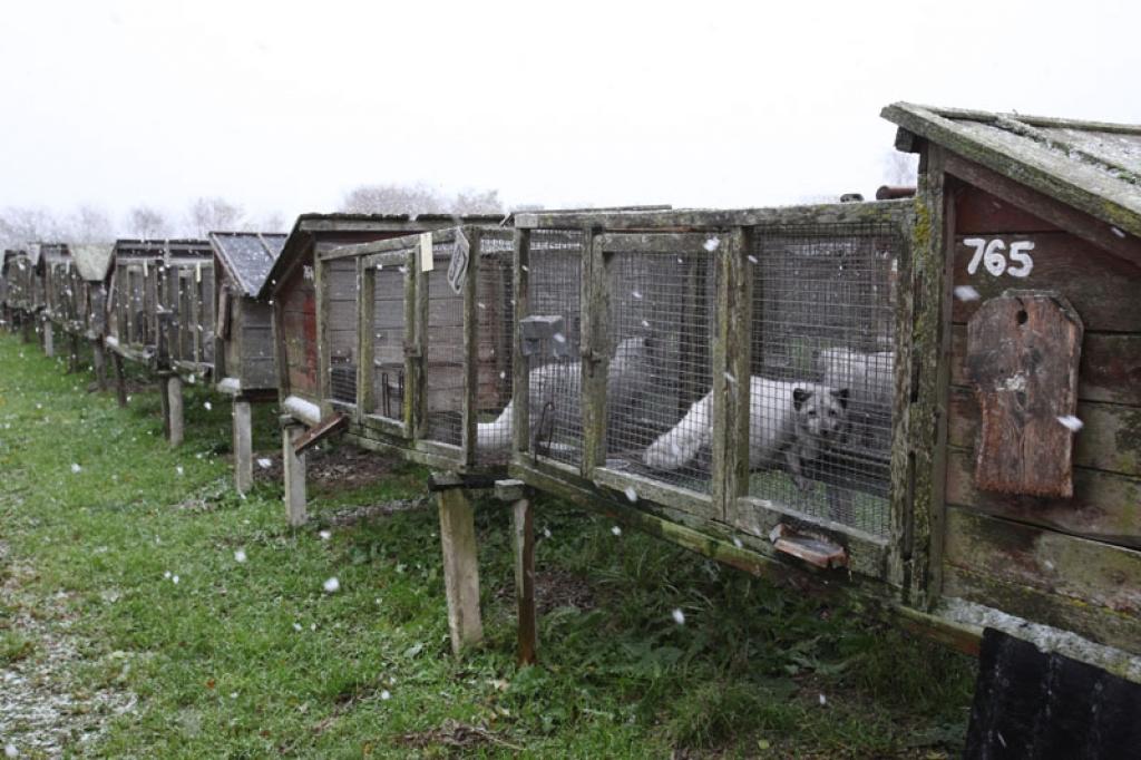 SIA “Gulbenes zvērsaimniecība” viens no īpašniekiem Jānis Ņukša uzskata, ka uzņēmumam ir nepareizi aprēķināts nekustamā īpašuma nodoklis.
Autors: Gatis Bogdanovs (no arhīva)