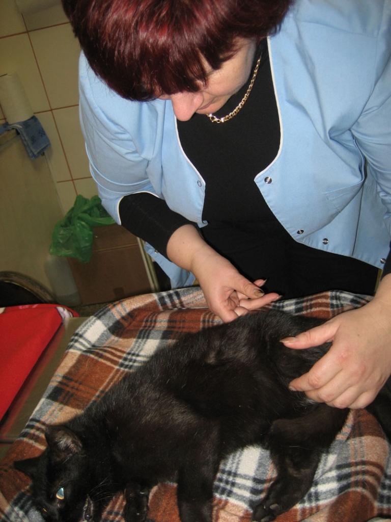 Veterinārārste Elita Lesiņa konstatēja, ka kaķītim reiz jau ir bijusi lauzta viena pakaļkāja un kauls ir saudzis ne īpaši labi. Varbūt arī pēc šīs pazīmes saimnieks var atpazīt savu melno kaķenīti. 
Autors: Diāna Odumiņa