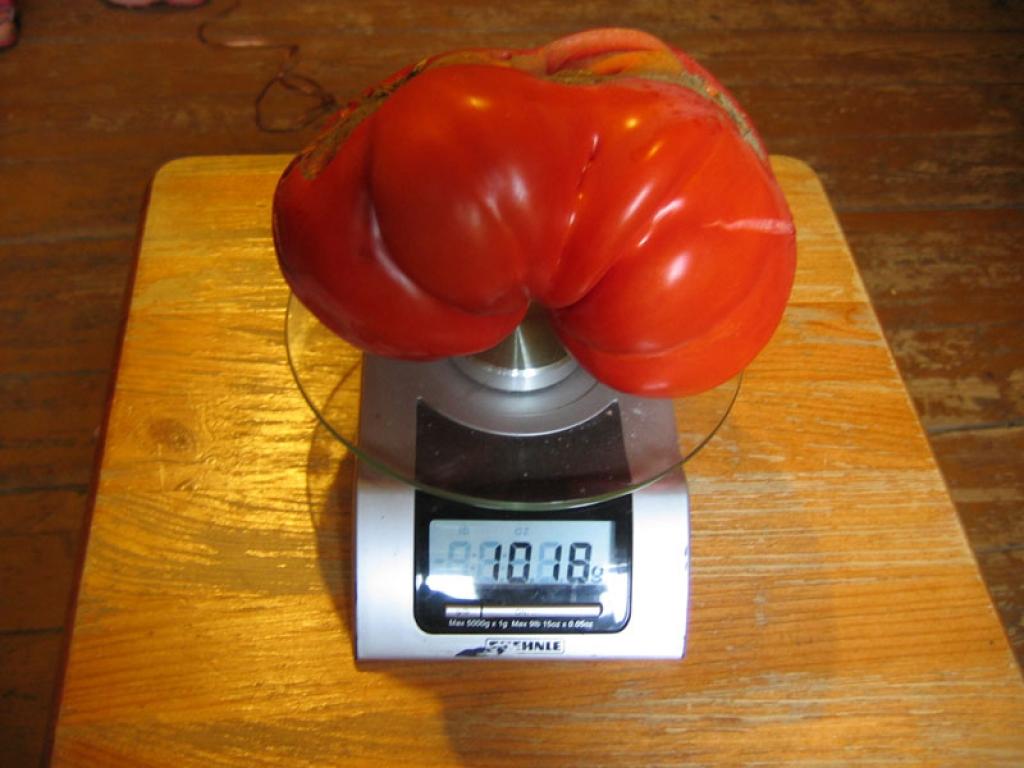 Lielie tomāti izaudzēti Tirzas pagasta Vecadulienā.
Autors: No personiskā albuma