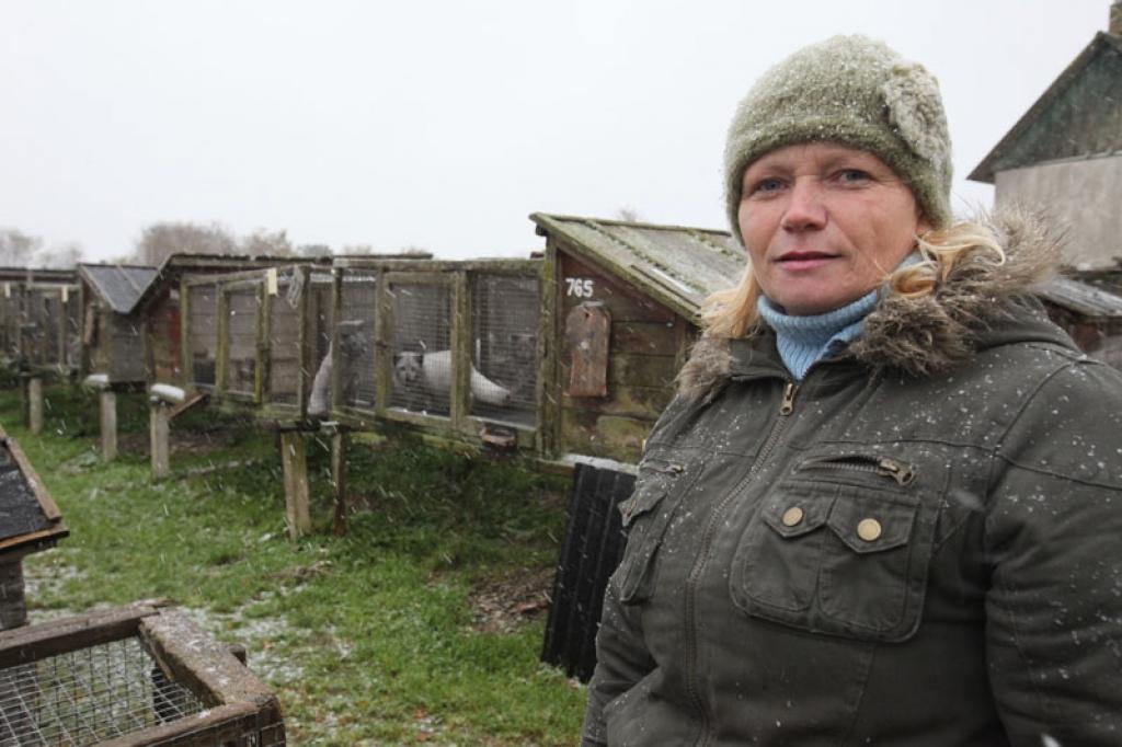  “Lai gan sudrablapsu un polārlapsu skaits ir kļuvis mazāks, tomēr īpašnieki domā par to, kā šajā laikā izdzīvot un saglabāt zvērsaimniecību,” saka SIA “Gulbenes zvērsaimniecība” brigadiere  Ināra Glaza. 
Autors: Gatis Bogdanovs