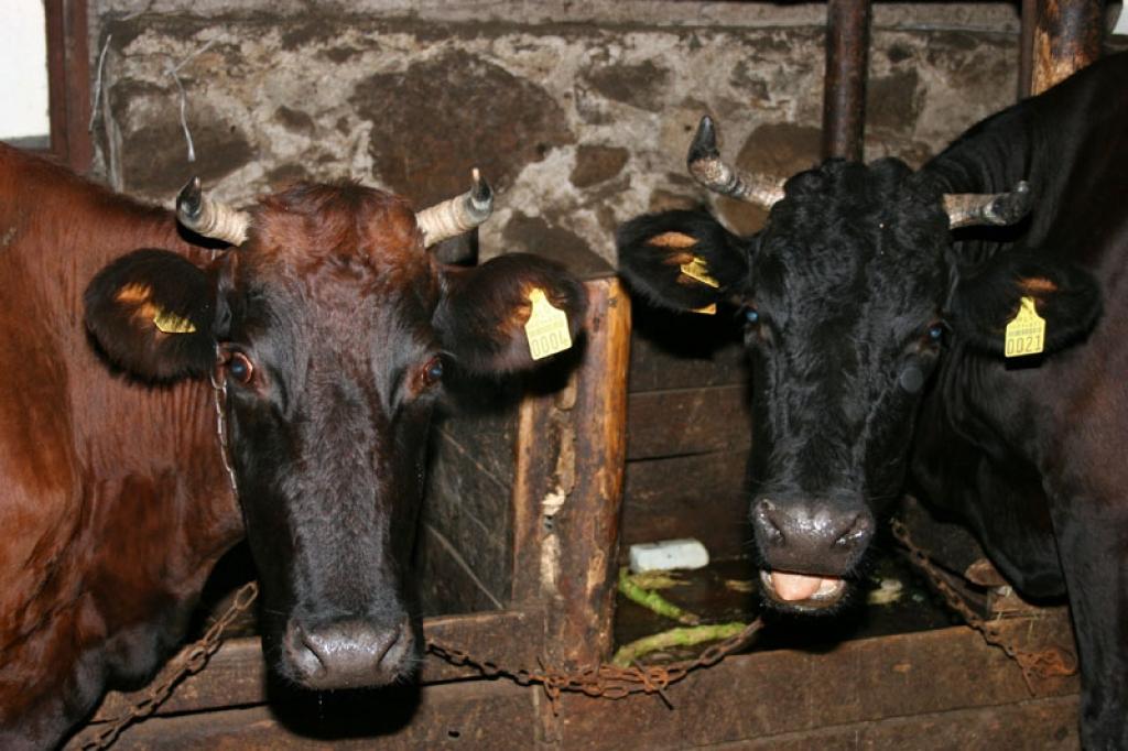 Ražotājs nevar pretendēt uz piena kvotu no valsts rezerves, ja savu piena kvotu vai tās daļu ir pārdevis iepriekšējā vai attiecīgajā 12 mēnešu periodā.
Autors: Gatis Bogdanovs