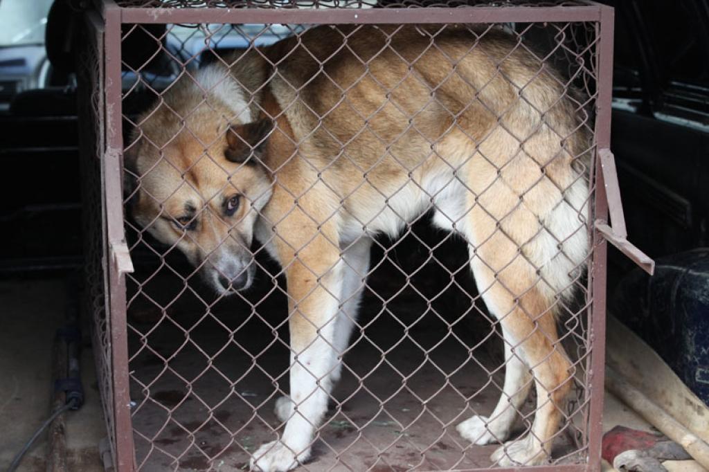 Gaišas krāsas liela auguma suns, kurš vairāk nekā nedēļu uzturējās Bērzu sākumskolas teritorijā, šobrīd atrodas dzīvnieku patversmē Valkā un gaida savus saimniekus
Autors: Gatis Bogdanovs