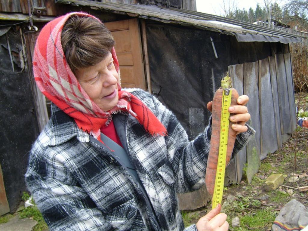 Gulbenietes Vairas Lielbārdes dārzā šogad izaudzis 28 centimetrus garš burkāns.
Autors: No personiskā albuma