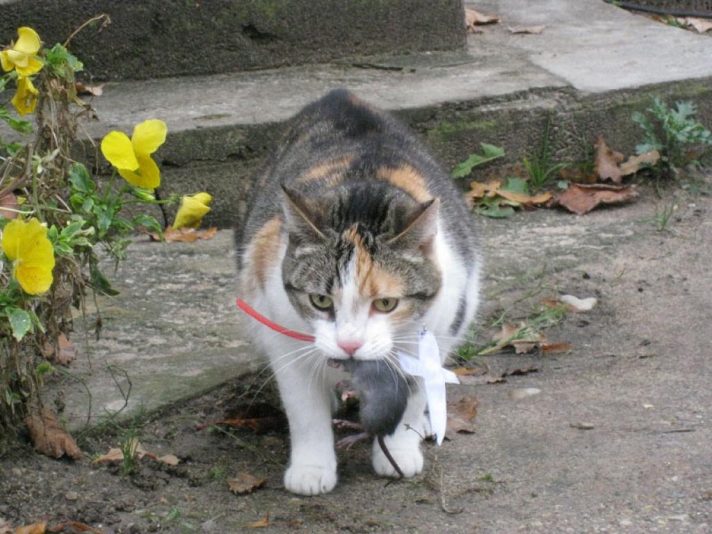 Kādas privātmājas saimniecības ēkās Brīvības ielā ar žurkām cīnīties palīdz kaķenīte Čāpa.
Autors: Tamāra Ulase