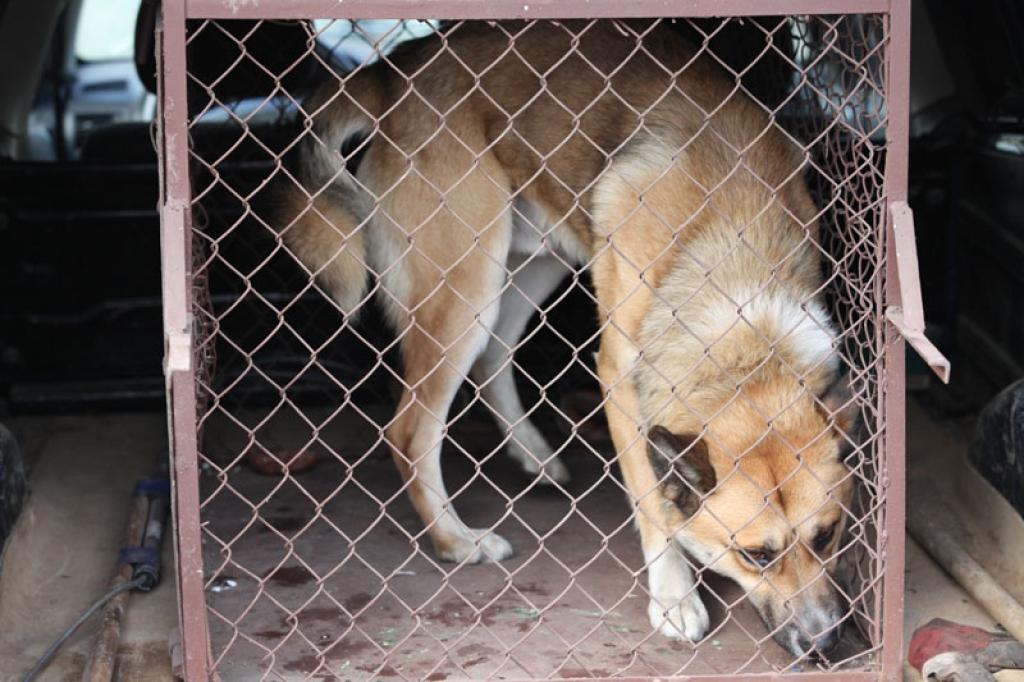  Gaišas krāsas liela auguma suns, kurš vairāk nekā nedēļu uzturējās Bērzu sākumskolas teritorijā, šobrīd atrodas dzīvnieku patversmē Valkā un gaida savus saimniekus.
Autors: Gatis Bogdanovs (no arhīva)