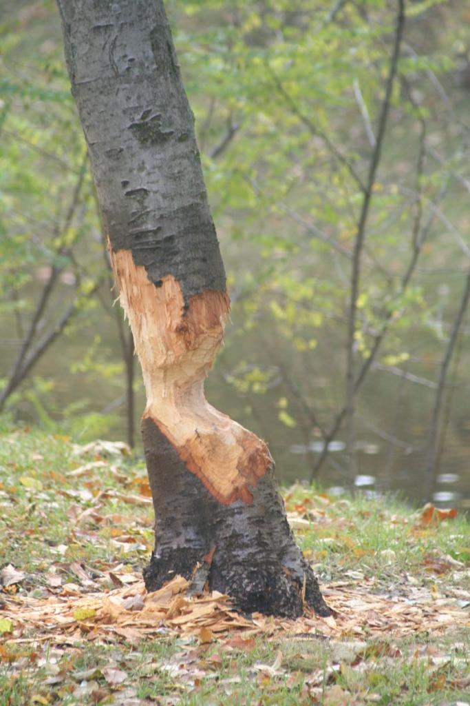 Arī pīlādzi pie Brīvostas pārvaldes neizdevās glābt.
Autors: Arnis Bērziņš