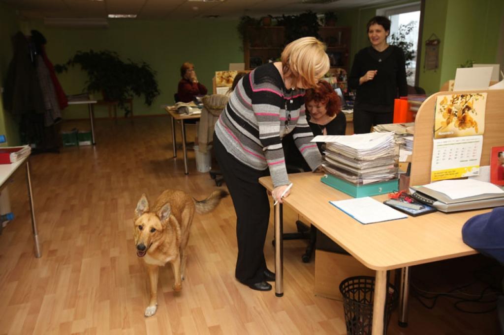 Lola Dzirkstīte “Dzirksteles” redakcijā laiku pa laikam viesojas arvien un jūtas te kā savās otrajās mājās, kaut ikdienā dzīvo dzīvoklī Gulbenē, Skolas ielā. 
Autors: Gatis Bogdanovs