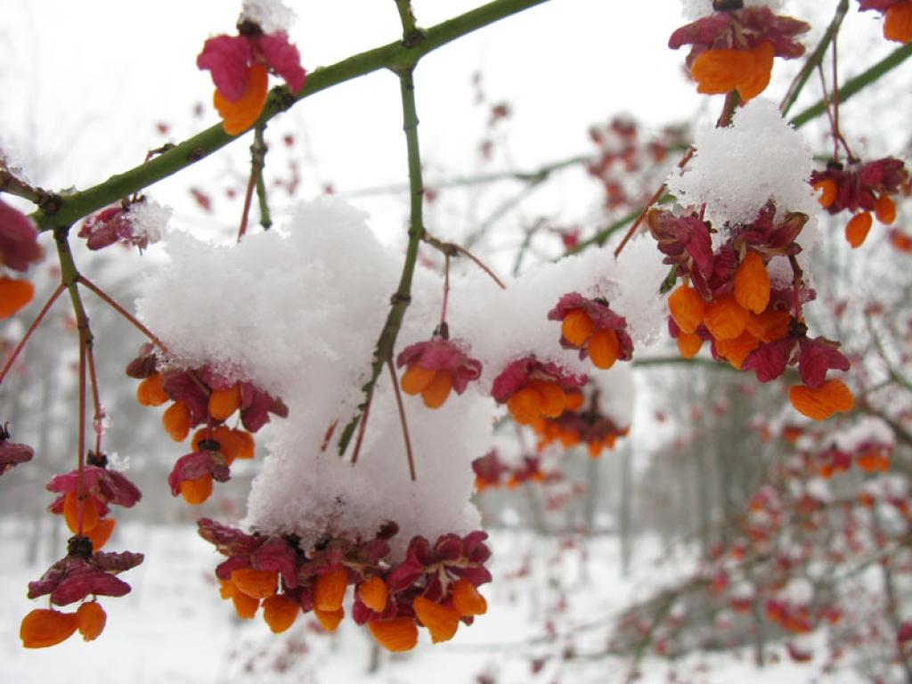 Autors: Pārsla Konrāde