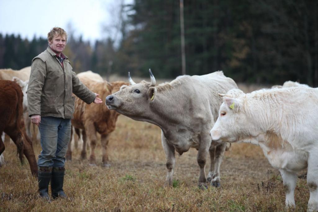 Druvienas pagasta piemājas saimniecības “Zvirgzdiņi” saimnieks Andis Zvirgzdiņš par saimniecības veiksmes gadu uzskata 2006.gadu, kad gaļas lopu ganāmpulks papildinājās par vairākiem šķirnes dzīvniekiem. “Mūsu mērķis ir arvien vairāk izkopt pārraudzībā esošo ganāmpulku, lai tajā galvenokārt dominētu baltas krāsas gaļas lopi. Šobrīd tas vēl ir raibs, jo esam krustojuši dažādu šķirņu lopus,” saka saimnieks. 
Autors: Gatis Bogdanovs