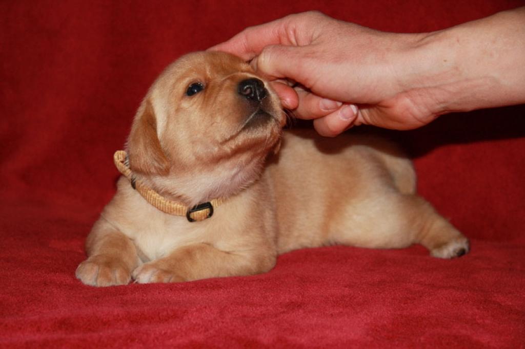 Autors: Regīna Rubīna