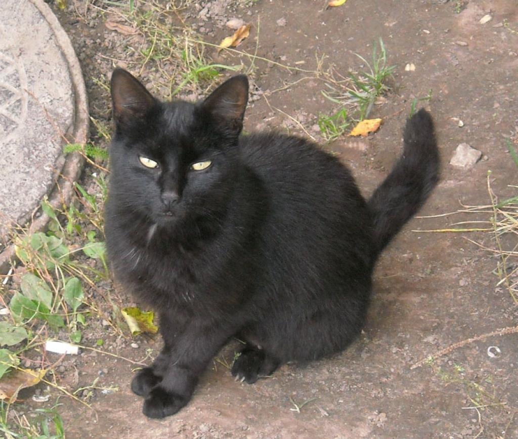 Šos Ziemassvētkus kaķenīte vēlas sagaidīt kopā ar SAVU ĢIMENI!! 
Autors: No personiskā albuma