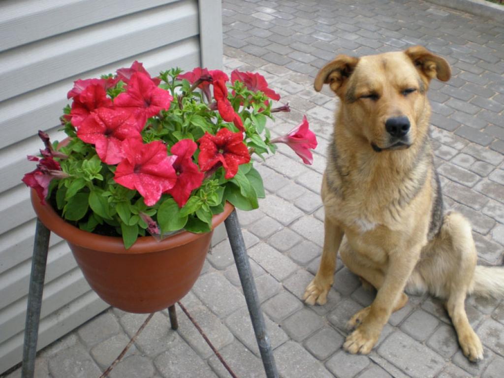 Pēcpusdienas stundā klusā Reksis lēma ziediem blakus sēst'. Un petūnijas smaržā tīkamā grimt pārdomās par dzīvi gājušo.
Autors: Jānis C.