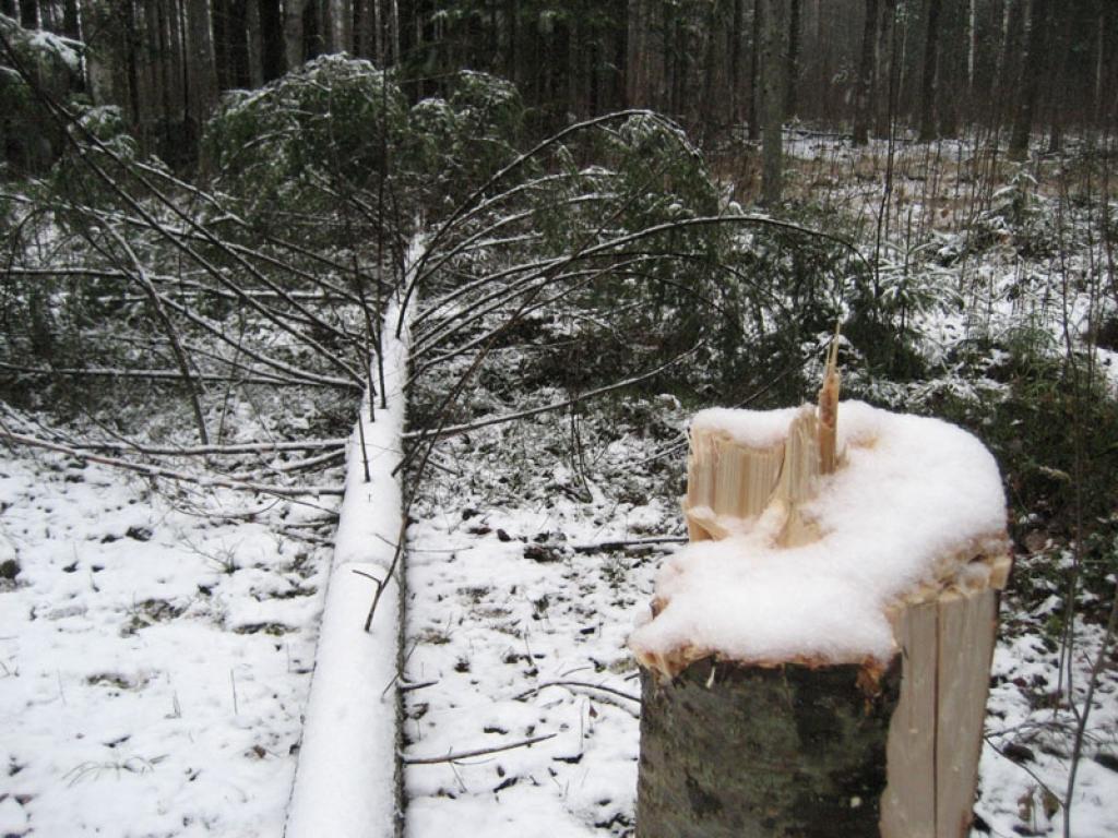 ejasdaļā paplukusi egle ar kuplu galotni pirmdien nocirsta Gulbenē, Spārītes parkā. Koku kāds iekārojis tikai skaistās galotnes dēļ, kas šajos Ziemassvētkos rotās kādas mājas. Taču šāda rīcība ir nelikumīga.
Autors: Diāna Odumiņa