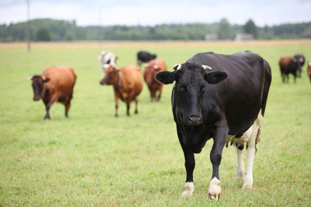 Novada lauksaimniekiem šis gadd ir maz iepriecinošs, ar bažām viņi sagaida arī nākamo, kad nodokļu nasta būs vēl lielāka. Vienīgā cerība daudziem ir tā, ka par pienu  pārstrādes uzņēmumi maksās nedaudz vairāk, nekā līdz šim.
Autors: Gatis Bogdanovs (no arhīva)